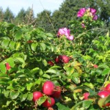 0409F 16 Spaetsommer